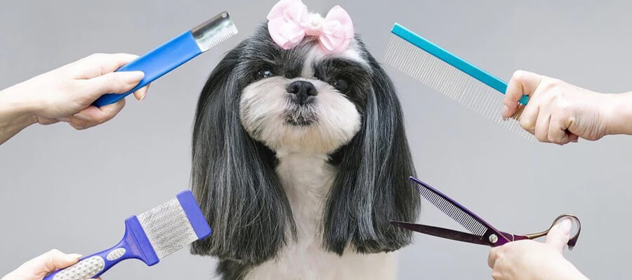 The Best Dog Grooming Tools for Home Use